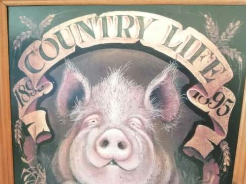 Large Pig Hog Counttry Life Print on Board Framed #