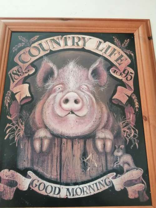 Large Pig Hog Counttry Life Print on Board Framed #