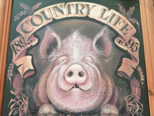 Large Pig Hog Counttry Life Print on Board Framed #