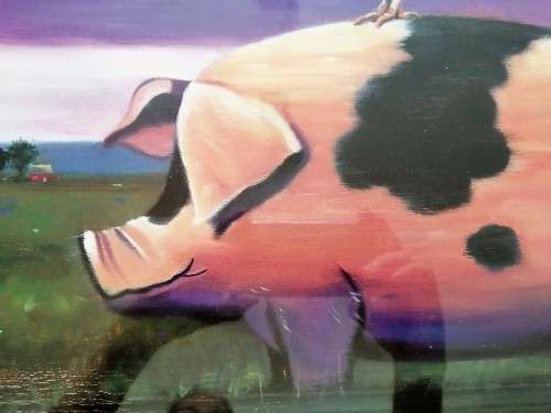Large Chicken on Pig Print Framed #