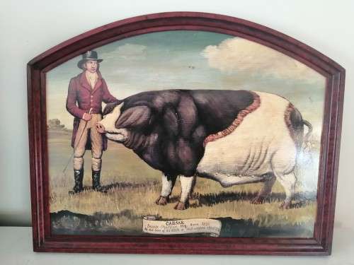 Large Oil On board Sussex Champion Pig `Caesar` #
