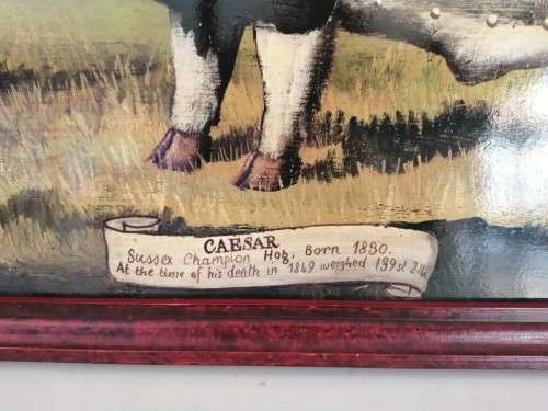 Large Oil On board Sussex Champion Pig `Caesar` #