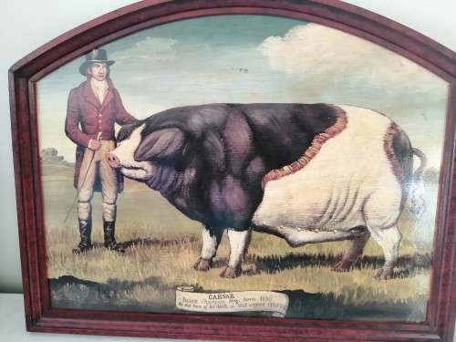 Large Oil On board Sussex Champion Pig `Caesar` #
