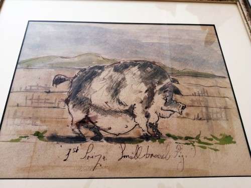 Antique Watercolour of Large Pig pre c1900 #