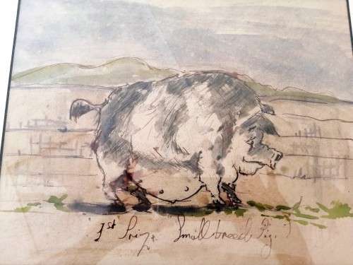 Antique Watercolour of Large Pig pre c1900 #