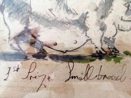 Antique Watercolour of Large Pig pre c1900 #