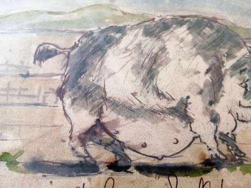 Antique Watercolour of Large Pig pre c1900 #