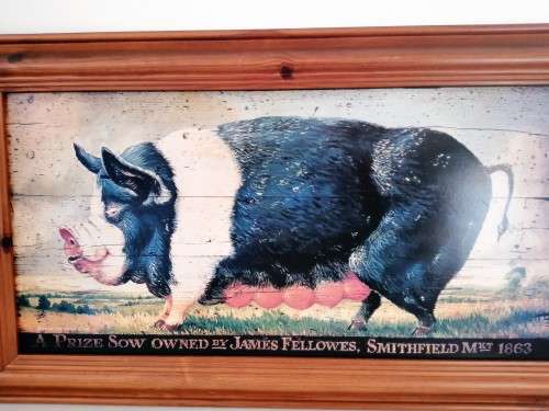 Large Sow / Pig Print on Board Prize Sow 1863 #