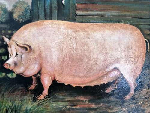 Large Oil on Board White Pig Sow #
