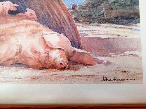 Large Pig and piglets John hayson print ` The Olympigs ` framed #