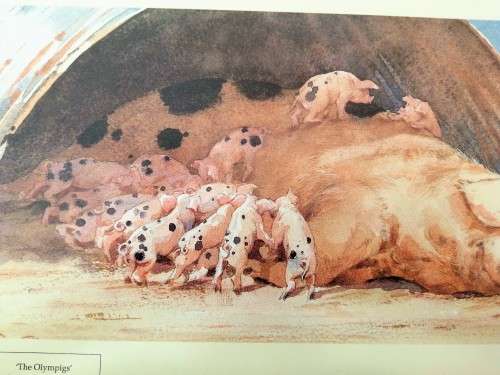 Large Pig and piglets John hayson print ` The Olympigs ` framed #