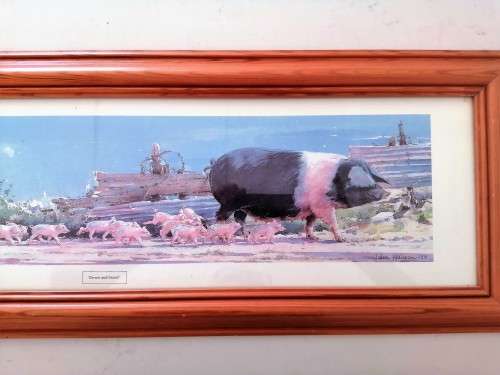 Large Pig and piglets John hayson print ` Down and Snout ` framed #