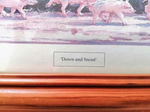 Large Pig and piglets John hayson print ` Down and Snout ` framed #