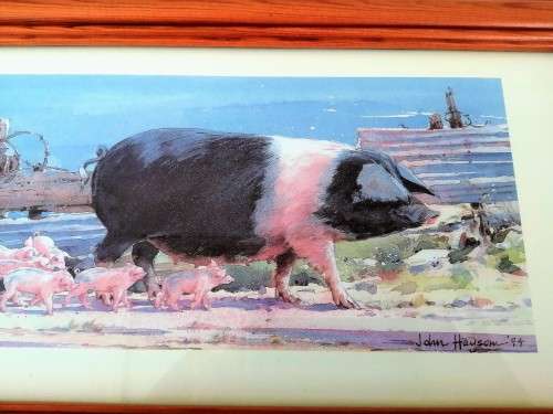Large Pig and piglets John hayson print ` Down and Snout ` framed #