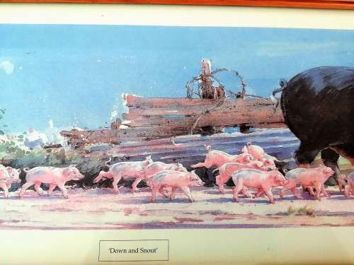 Large Pig and piglets John hayson print ` Down and Snout ` framed #