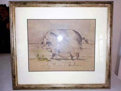 Antique Watercolour of Large Pig pre c1900 #