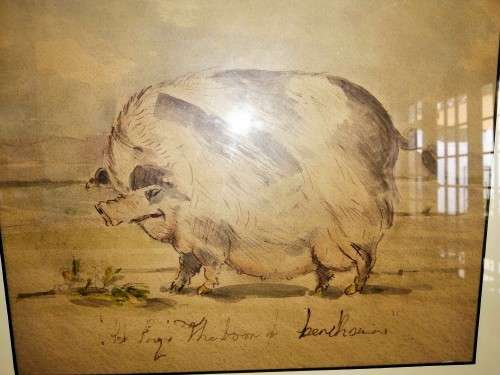 Antique Watercolour of Large Pig pre c1900 #