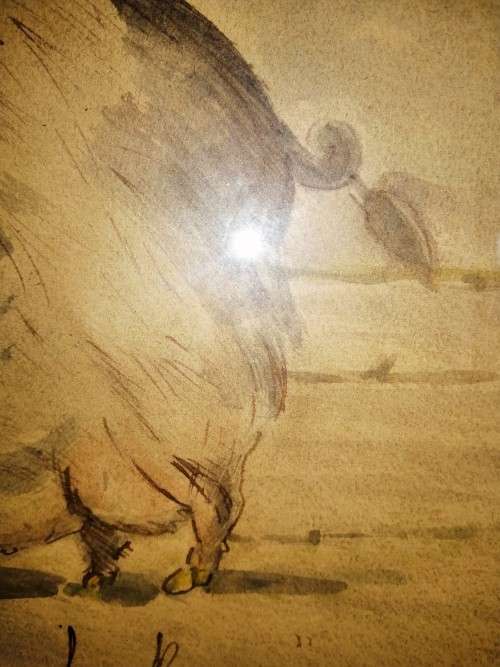 Antique Watercolour of Large Pig pre c1900 #