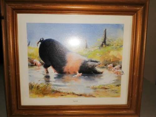 Pig and piglets John hayson print ` Hogwash ` framed #