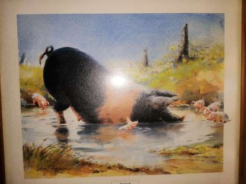 Pig and piglets John hayson print ` Hogwash ` framed #