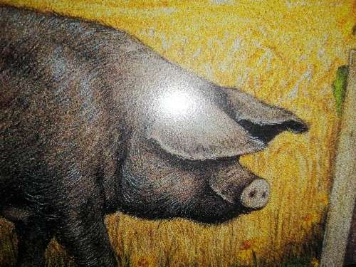 Stunning Pigs in Bloom Print Poppy and Other Pig #