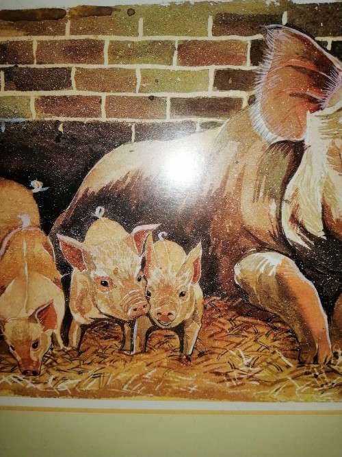 Pig Picture By Jackie Gethin Framed #