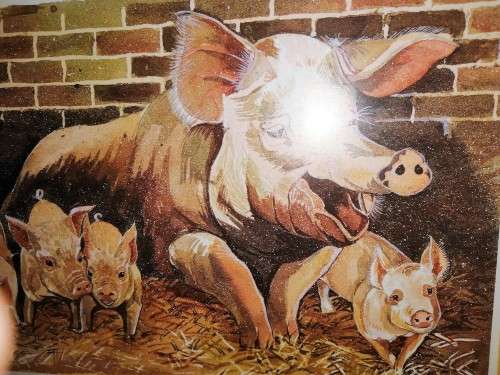 Pig Picture By Jackie Gethin Framed #