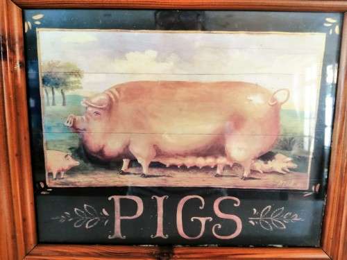 Fat Pig Print in wooden frame #