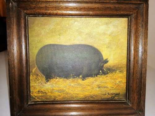 Very Old Antique Oil Painting of a fat pig #