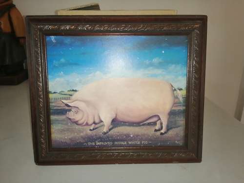 The Improved Middle White Pig Picture  #