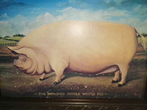 The Improved Middle White Pig Picture  #
