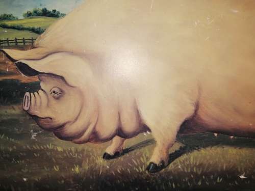 The Improved Middle White Pig Picture  #