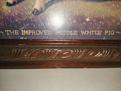 The Improved Middle White Pig Picture  #