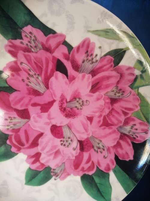 Maxwell and Williams The Garden Table Pink Flowers Plate