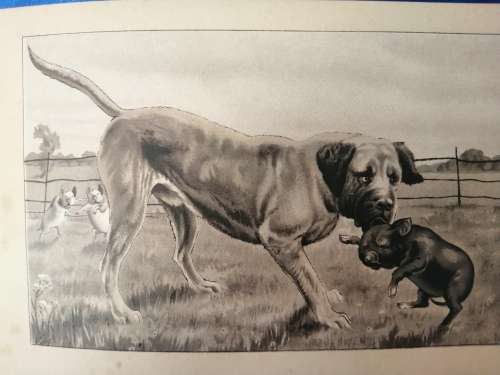 `WHAT BECAME OF THEM AND THE CONCEITED LITTLE PIG c.1888 - Boare, G. Illus. by Lockyer`