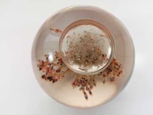 DRIED FLOWERS RESIN BALL PAPERWEIGHT