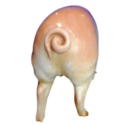 Meissen Porcelain Pig XX-Large