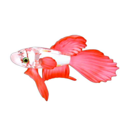 Swarovski Crystal Siamese Fighting Fish Red Boxed Retired