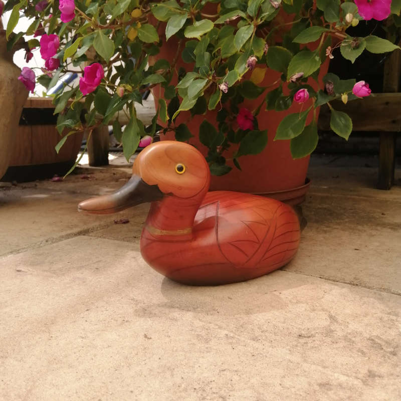 Birds of Africa carved and hand painted Pintail Duck