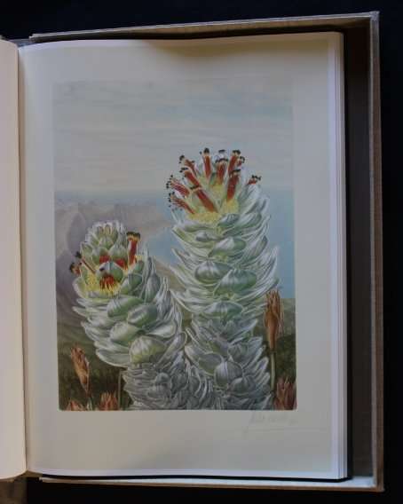 Mimetes by J P Rourke and Illustrated by Thalia Lincoln