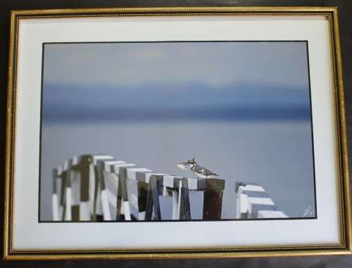 Pied Kingfisher on Bridge Post, Framed Original Photograph by Paul Farrell.