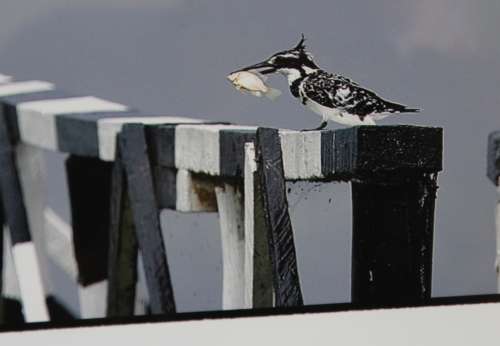 Pied Kingfisher on Bridge Post, Framed Original Photograph by Paul Farrell.