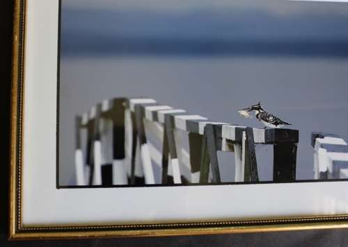 Pied Kingfisher on Bridge Post, Framed Original Photograph by Paul Farrell.