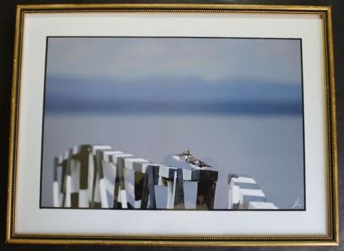 Pied Kingfisher on Bridge Post, Framed Original Photograph by Paul Farrell.