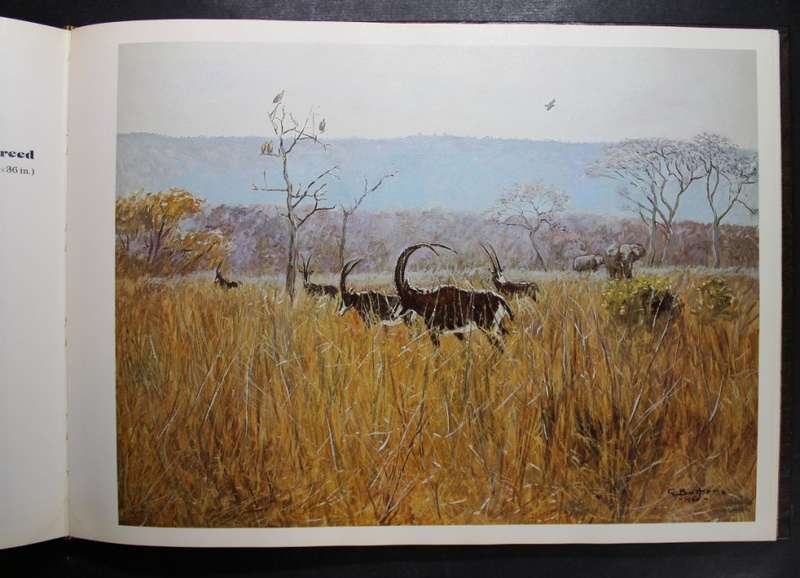 Bottero`s African Wildlife Gallery Hardcover Book