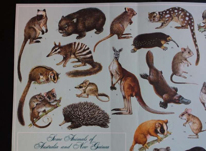 Vintage Poster Animals of Australia and New Guinea.