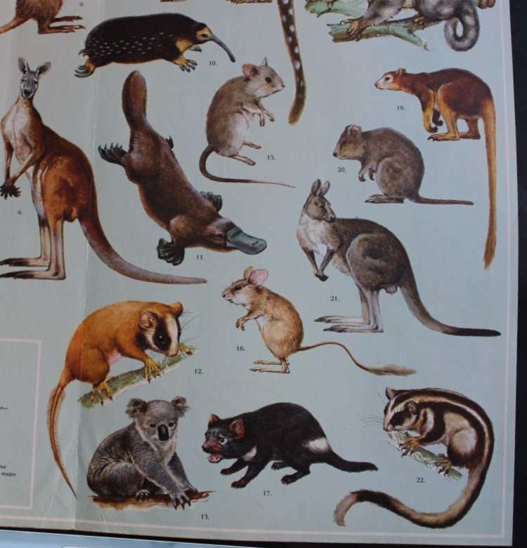 Vintage Poster Animals of Australia and New Guinea.