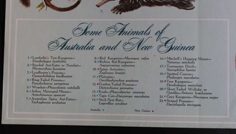Vintage Poster Animals of Australia and New Guinea.