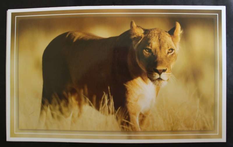 Set of 6 Big Cat Colour Photographic Prints for Framing