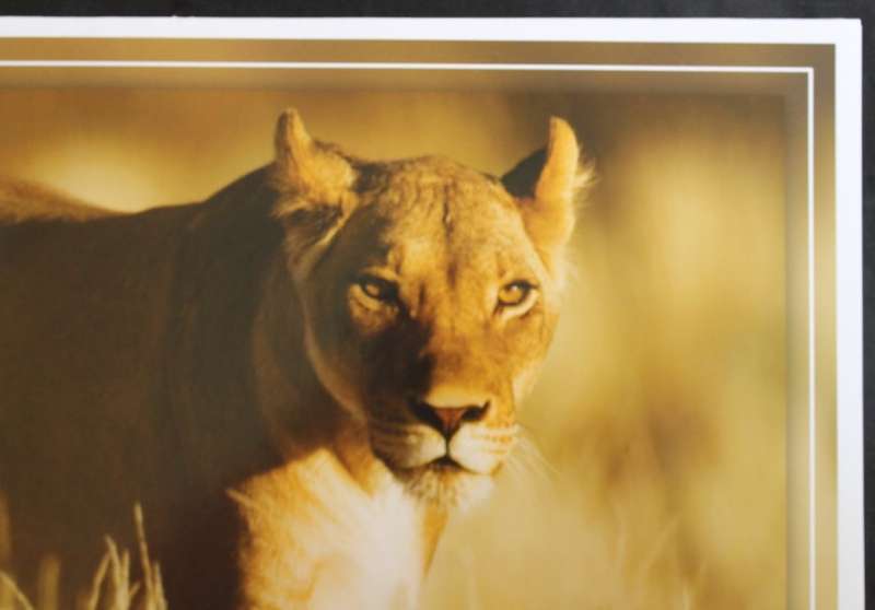 Set of 6 Big Cat Colour Photographic Prints for Framing